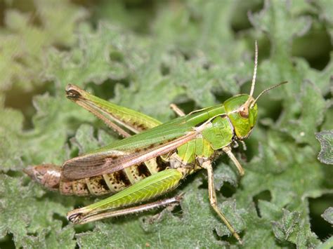 Omocestus Viridulus Common Green Grasshopper Leon Van Der Noll Flickr