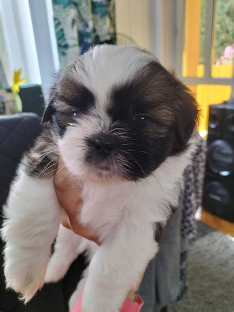 Szczeniaczki Shih Tzu Krosno OLX Pl