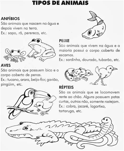 Atividades Sobre Animais Mamíferos Aves Répteis Anfíbios E Peixes Librain