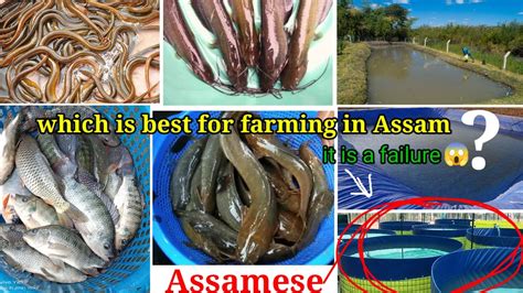 Best Fish Farming In Assam Mainly Upper Assam Few Answers For Your