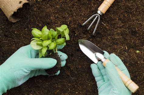 Material Vegetal Para Siembra Y Plantación En Agricultura 100