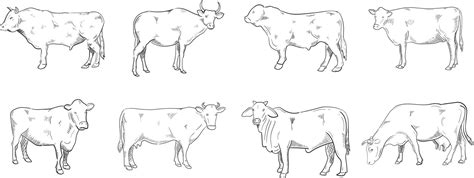 Cow Line Art Illustration 13985279 Vector Art At Vecteezy