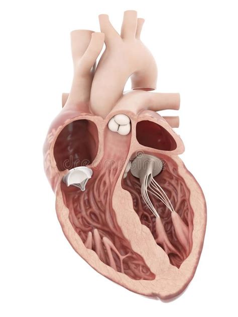 An Artificial Heart Valve D Rendered Medically Accurate Illustration