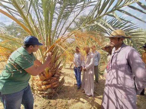 سوسة النخيل الحمراء في ندوة حقلية ببير صحصاح بموط الفلاح اليوم