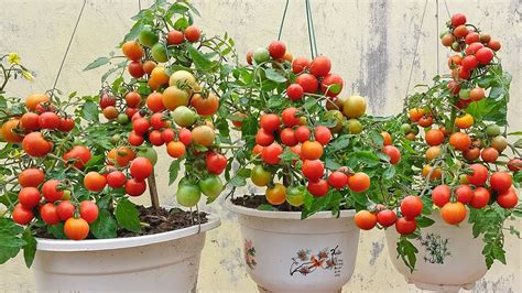 Grow Tomato Plant In Plastic Hanging Bottles Tips Grow Tomatoes At