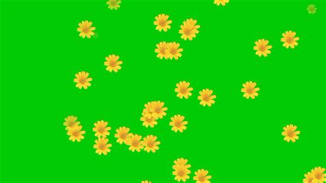 Animated Video Of Flower Rain With A Green Background 27791609 Stock