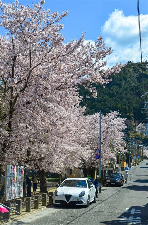 Flor De Cerezo En Kyoto Jap N Imagen Editorial Imagen De Cereza