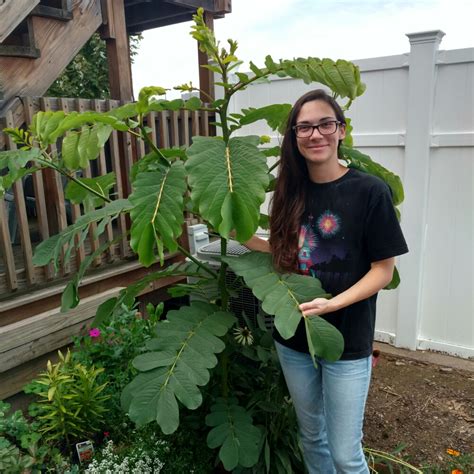 Senna alata syn. Cassia alata, Empress Candle Tree in GardenTags plant ...