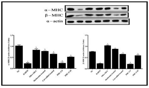 Western Blot Myosin Heavy Chain Mhc Expression All Values Are