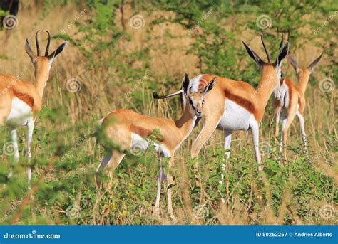 Gazela Fundo Africano Dos Animais Selvagens Cordeiro Das Orelhas