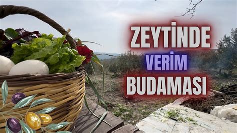 Verim Budamas Nas L Yap L R Erenvural Budama Zeytinbudama Youtube