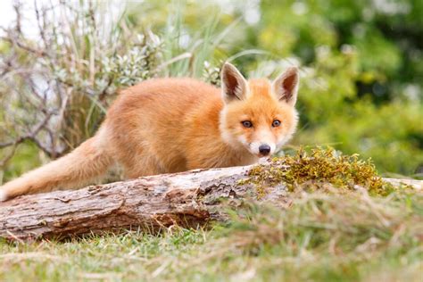 What Is a Baby Fox Called? — Baby Fox Name, Facts & Pictures