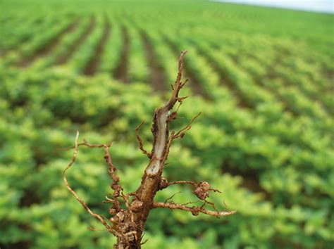 Positive Effect Of The Use Of Multi Element Fertilizers On Soybean