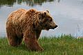 brown bear facts  kids
