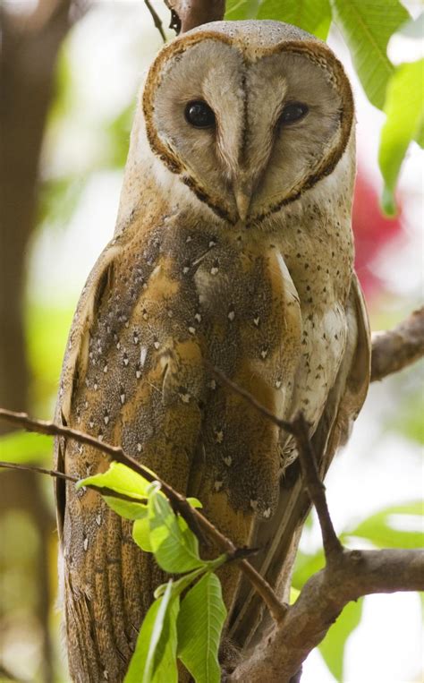 Eastern Barn Owl Tyto Javanica