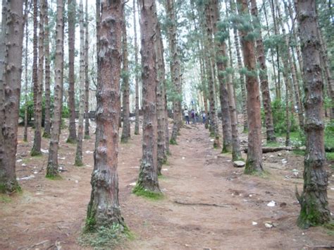 The Pine Forest near Ooty | Veethi