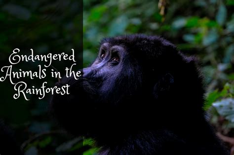 Endangered Animals in the Rainforest - Owlcation