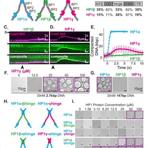 DNA Compaction And Condensate Formation Activity Of HP1b And HP1g A