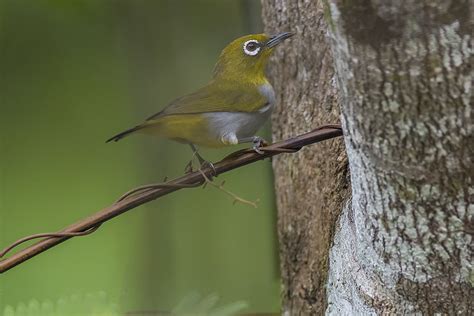 Zosterops Everetti Tahanensis Everett S White Eye Benjamin Naden