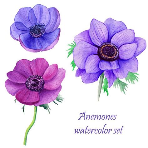 Watercolor Anemone Flowers Floral Watercolor Paintings Floral