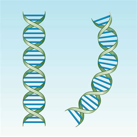 Rna Illustrations Royalty Free Vector Graphics And Clip Art Istock