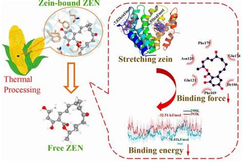 Emerging Zein Bound Zearalenone In Maize Thermal Induced Mechanism Of