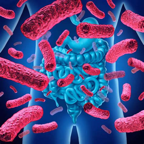 Sabes Qu Es La Microbiota Y Qu Funciones Tiene En Nuestro Intestino