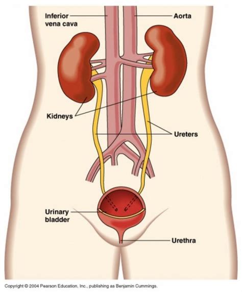 Female Urinary Tract Diagram