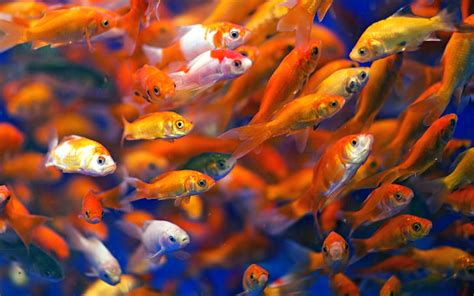 HD Wallpaper Bubbles Goldfish Blue Bokeh Sea Fish Fishes Underwater