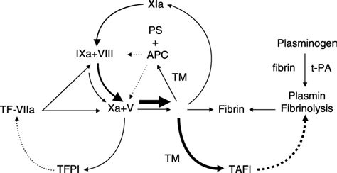 Thrombin Activatable Fibrinolysis Inhibitor Tafi Plasma