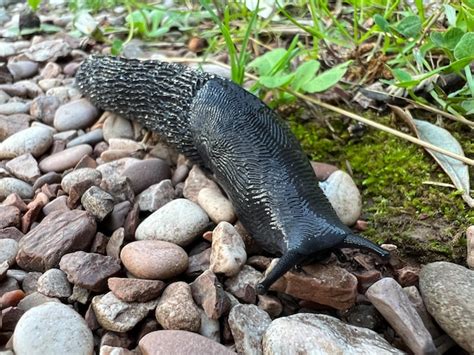 Premium Photo Black Slug Crawls On Gravel Closeup