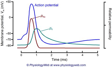 Action Potential Hyperpolarization