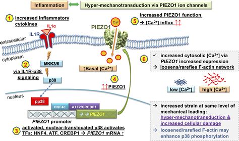 Inflammatory Signaling Sensitizes Piezo Mechanotransduction In