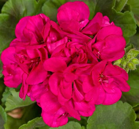 Pelargonium Americana Violet Zonal Geranium