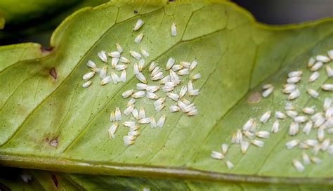 Insectes Dans Vos Plantes Dint Rieur Comment Sen D Barrasser