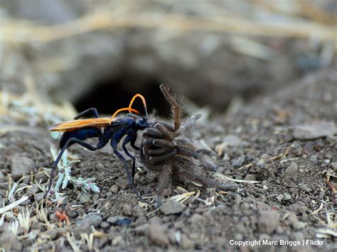 The Tarantula Hawk | Central Coast State Parks Association | CCSPA