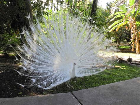 White Peacocks: 5 Pictures and Why They’re So Rare