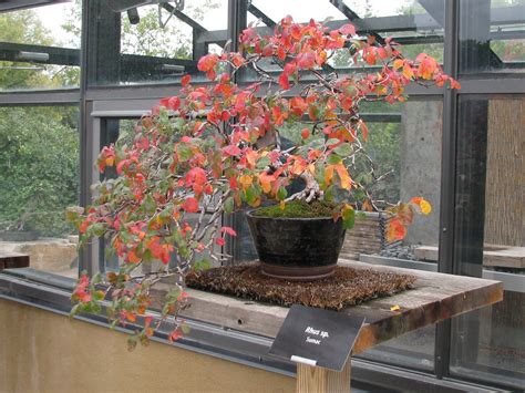 Colorado Bonsai Rhus Trilobata ‘autumn Amber Three Leaf Sumac Fall