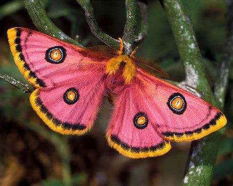 Pink moth species – @butterfly-and-moth-species on Tumblr