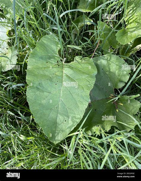 Greater Burdock Arctium Lappa Photo Tony Gale Stock Photo Alamy