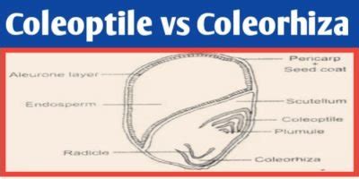 Coleoptile and coleorhiza difference, definition & function - Biologysir