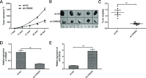 Knockdown Of Crnde Inhibits Nsclc Tumorigenesis In Vivo A The Tumor