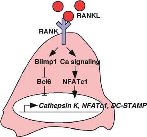 Figure 2 From Regulation Of Osteoclast Differentiation And Bone Homeostasis Semantic Scholar