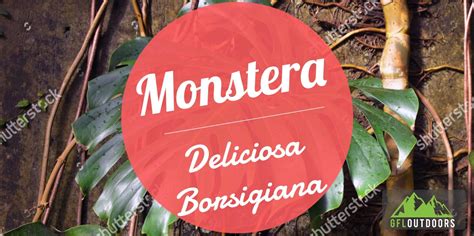 Monstera Deliciosa Borsigiana Growth And Care Gfl Outdoors