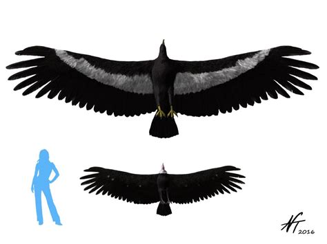 Argentavis Datos Y Curiosidades Aves Prehist Ricas