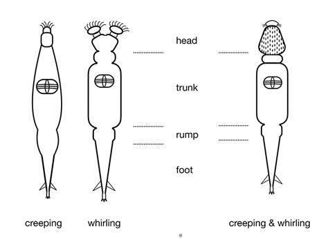 Young Persons Guide To The Identification Of Bdelloid Rotifers