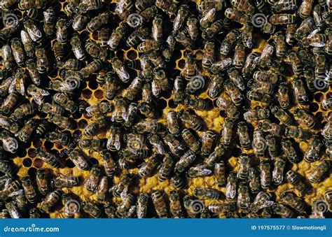 Honey Bee Apis Mellifera Worker Looking After Larvae On Brood Comb Bee Hive In Normandy Stock