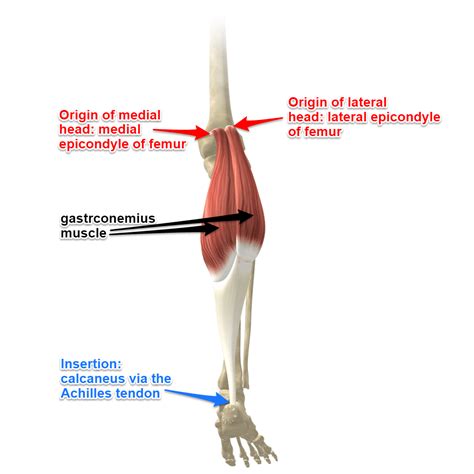 Anatomy Gaster - ANATOMY