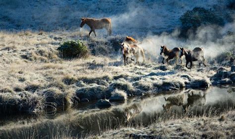 Kaimanawa Wild Horse Muster New Zealand Wild Horses Horses Animals