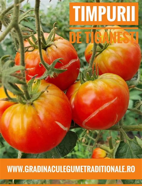 timpurie de tiganesti legumetraditionalero